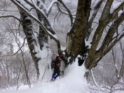 下りで出会った大ブナ