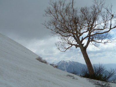 ダケカンバと三方崩