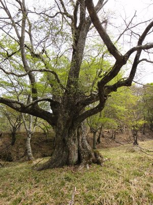 大きな木.JPG