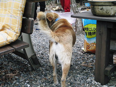 ワンコも.JPG (137.69 KiB) 閲覧された回数 14206 回 狩猟犬にアワビ負けちゃいますワン