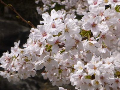 P1060548.jpg (66.42 KiB) 閲覧された回数 14196 回 桜