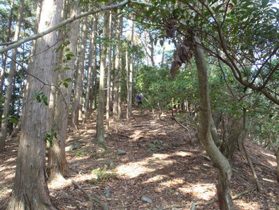 右岸尾根（下部）