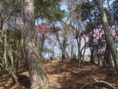 右岸尾根（上部）