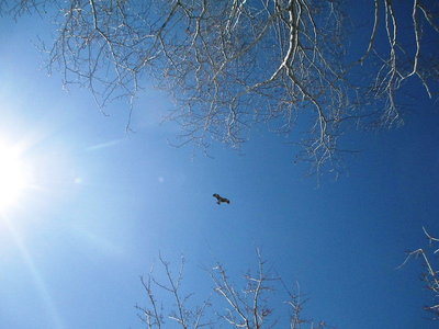 ワシ.JPG (86.77 KiB) 閲覧された回数 7390 回 おたけび坂で朝ごはん、上空にワシがペアで獲物探しで低空飛行だ。<br />パピーが餌と思ったのかなあ。