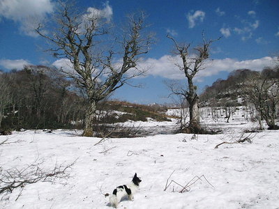 ブナ仁王.JPG (131.94 KiB) 閲覧された回数 7348 回 ワンコはエエで~、余計なもには欲しがらないね