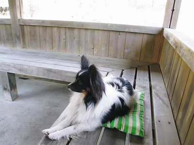 アワビ.JPG (89.47 KiB) 閲覧された回数 7276 回 気ぐらい高くて利口なワンコです。