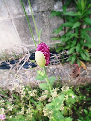 またおりました