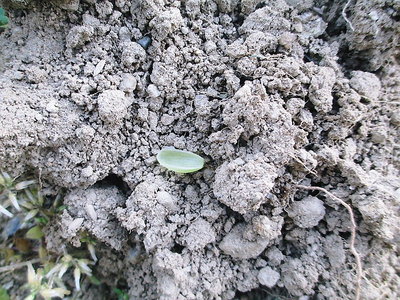 裏返したら腹はカラッポ