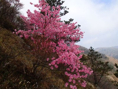 ハライドのアカヤシオ