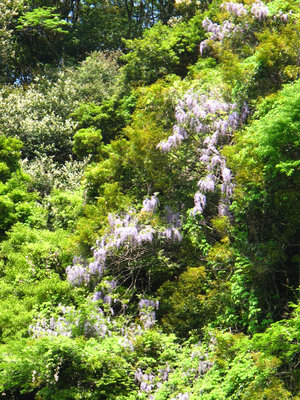 下り藤に咲く藤の花