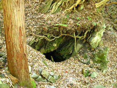 仙右衛門鋪と杉の木