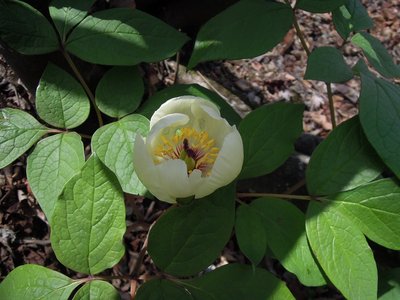 これもお目当ての花