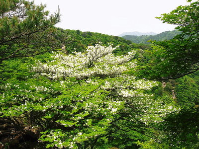 ● 木が大きく育ちすぎてる、樹精が衰えてるよな
