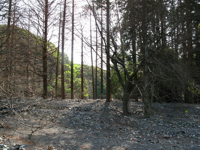 土砂に覆われた下り藤