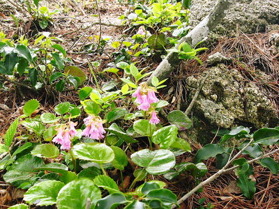 〇 イワカガミが咲いてる、可憐だね痩せッポッチだ。<br />もの全ては好き好きだけれど、こお言う過酷な所に咲くも好いんだろうな。