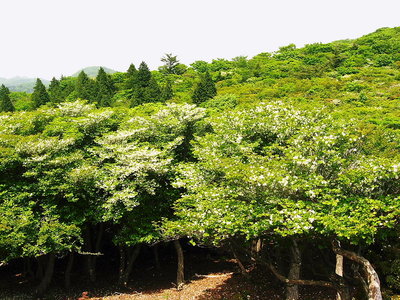 〇 大きく育ちすぎだよ、そのうちに共倒れするぜ<br />鈴鹿山は温暖化でヤブが死んだ後はアセビが蔓延してきた、鹿も食わないからアセビマルケになるかも