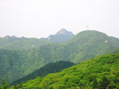● すっかりの緑の尾根に成ってるよ、毛虫も風に揺れてたよ
