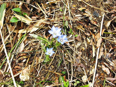 ● 大地の星、リンドウも咲き出したよ