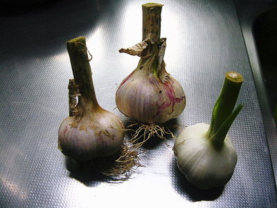 ● ニンニクがたくさん採れたよ、ニラは今旬 でさっそくに餃子を作ってもらいました。