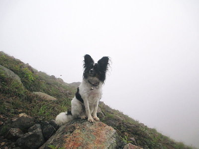この上に登るの、ナンも見えないよ