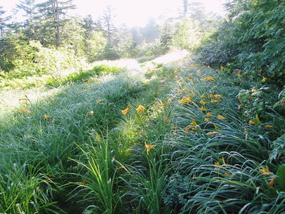 ニッコウキスゲ、池糖のワタスゲの道