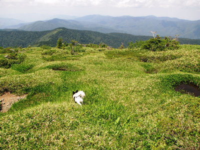 草原を飛び跳ねてくよ、強い子だワン