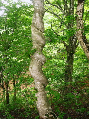 ● ネジネジブナ、ブナの姿は見飽きない