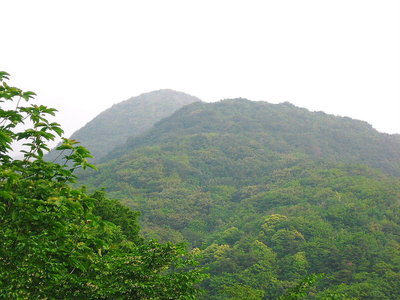 ● 緑の山坊主が盛り上がって見えるよ