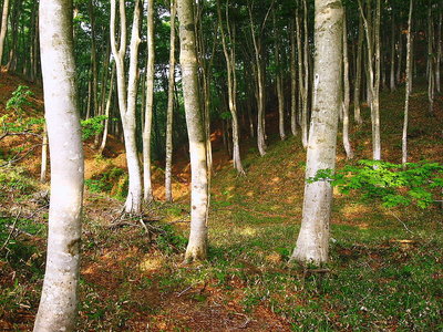 ● 若いけどキレイなブナの森だ