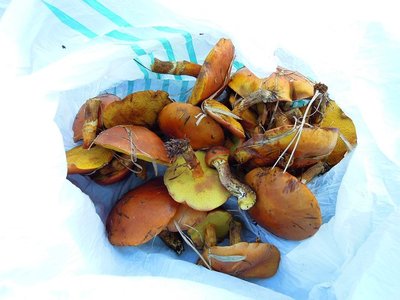 昨年の闇鍋でグーさんによって台高でも生育が確認されたこの時期の食菌。<br />ハナイグチ。