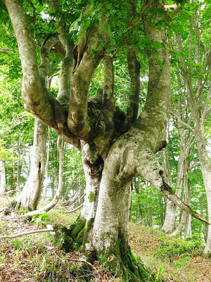 ● ジャンクションピ-クーからのブナ、ココまでだといってる