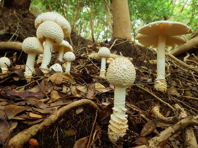 シロオニタケのなかま。
