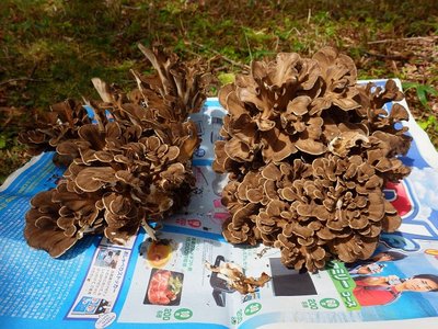 わたしの今季初舞は、二株１ｋｇほどでした。