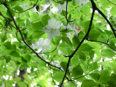 わずかに残ったシロヤシオ