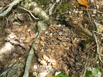 マイマイ（この上にもあったんですよね）