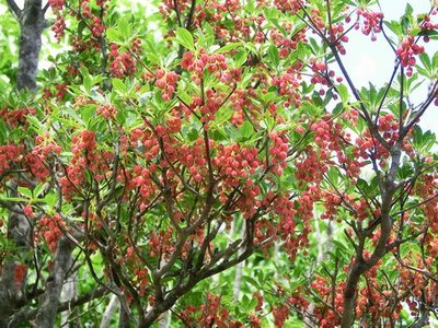 可愛い花ですね