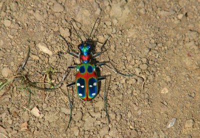 カラフルなハンミョウ