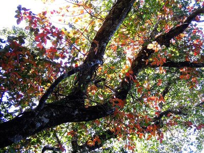 台高の山も色づき始めましたヨ。<br />先駆するツタウルシ。(9/28）