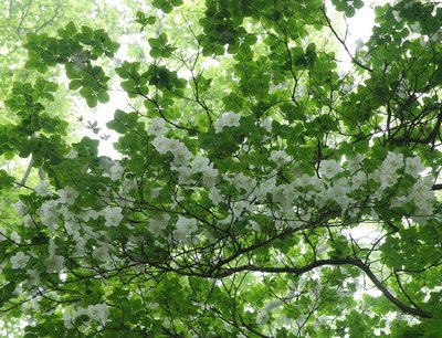 ワサビ尾のシロヤシオ