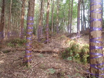 一面紫の赤坂谷