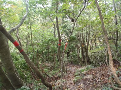 マーキングだらけの岩ヶ峰尾根