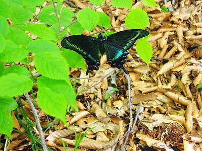 ● 私はクロアゲハ 深山を飛んでますよ