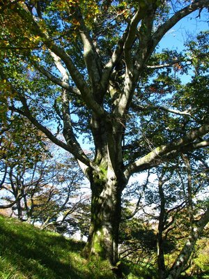 mb.JPG (260.79 KiB) 閲覧された回数 9323 回 みぶな野の大将