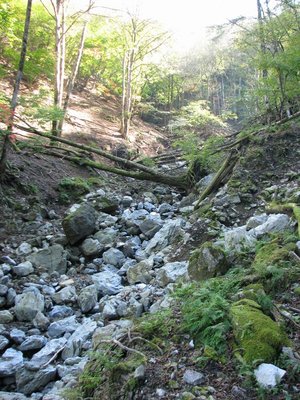 kg.JPG (216.57 KiB) 閲覧された回数 9312 回 コグルミ谷