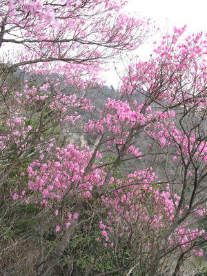 鎌の空中回廊のアカヤシオ