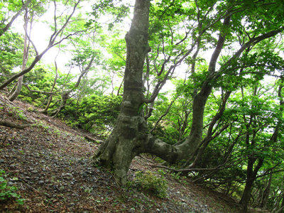 右岸尾根に残された木