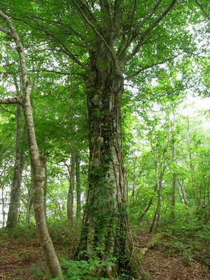 やっぱりブナ!!