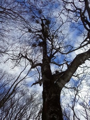 １１９５標高点下のヤドリギを付けた大ブナ。