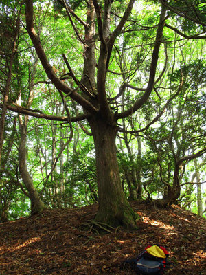 太尾　尾根合流地点の松