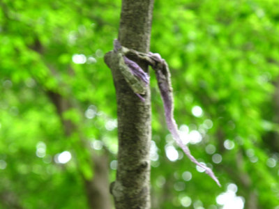 紫頭巾のテープ